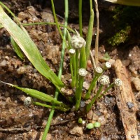 Eriocaulon philippo-coburgii Szyszyl. ex Wawra